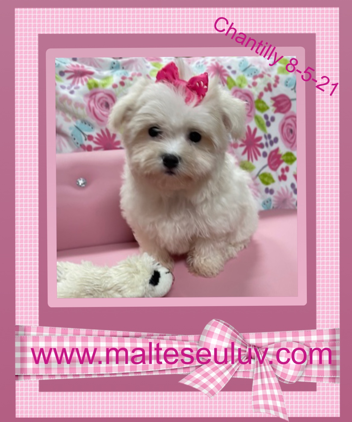 Malteseuluv's Tiny Treasures - Maltese Puppies for Sale | Silverhill, AL