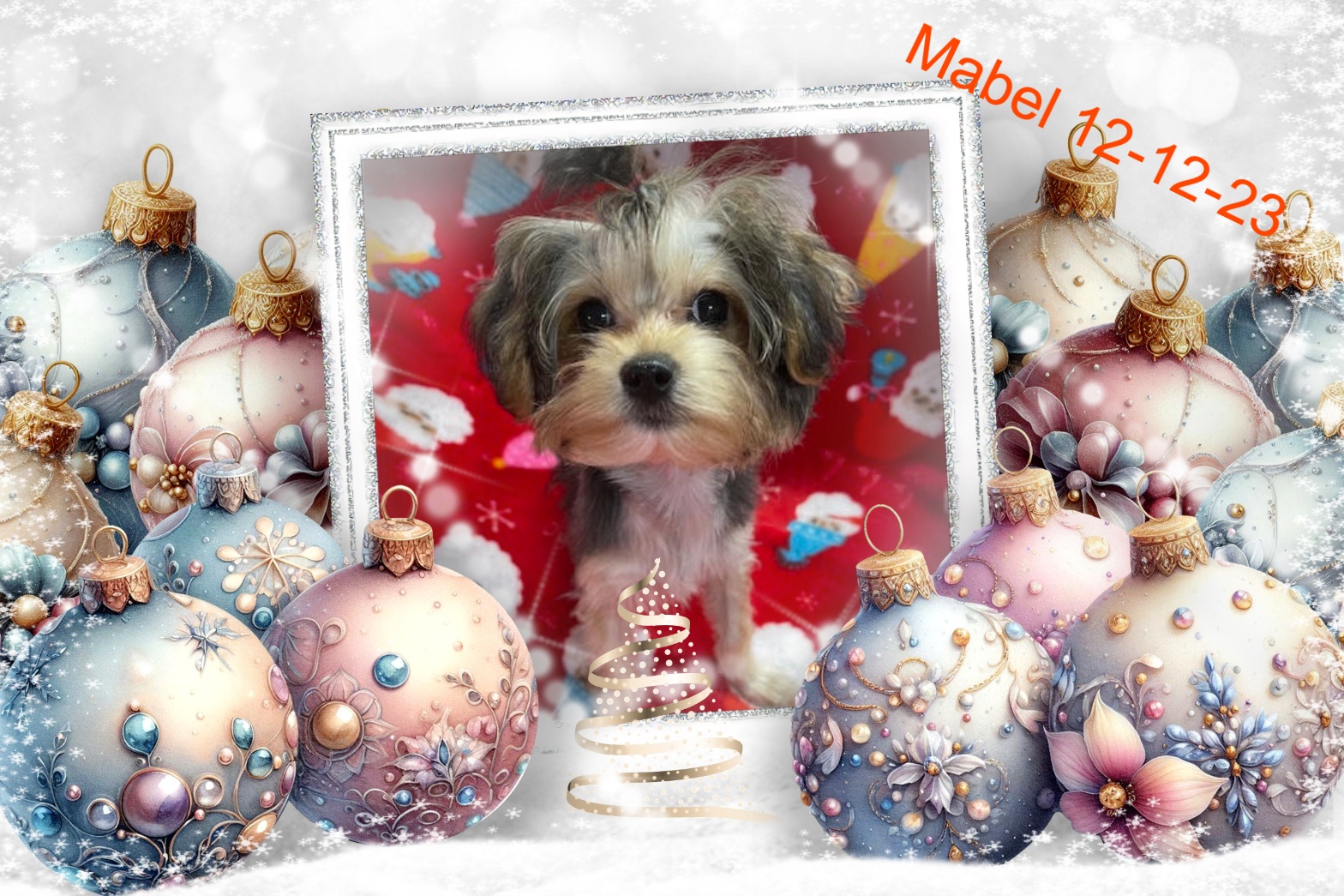 Malteseuluv's Tiny Treasures - Maltese Puppies for Sale | Silverhill, AL